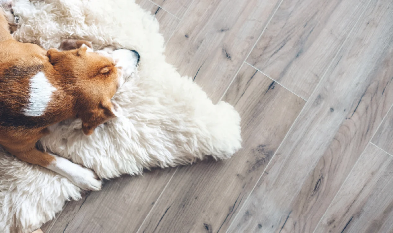 Dog on Luxury Vinyl Plank Flooring