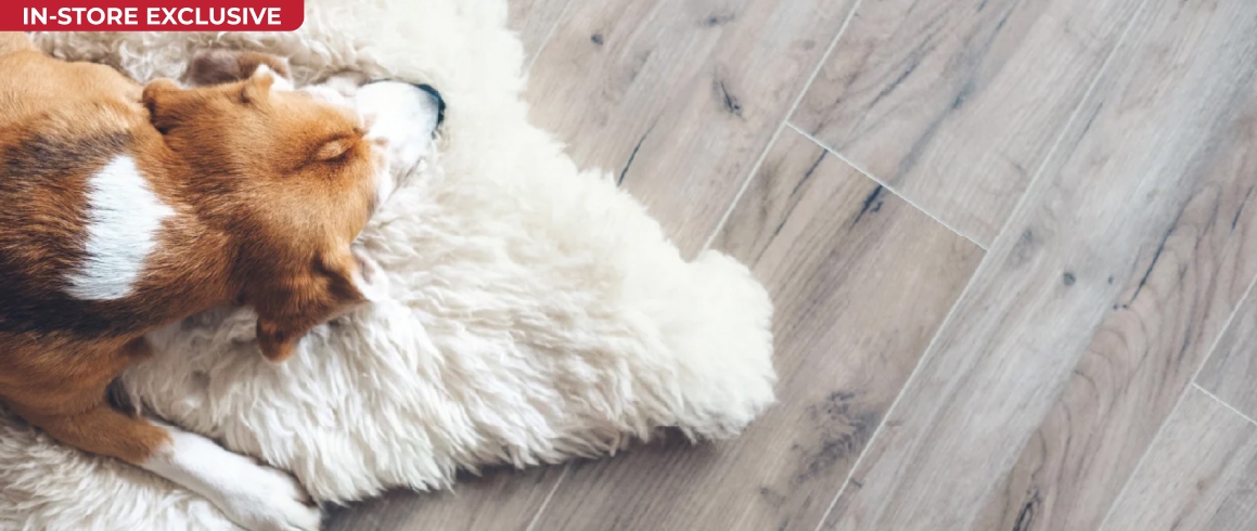Dog on Luxury Vinyl Plank Flooring